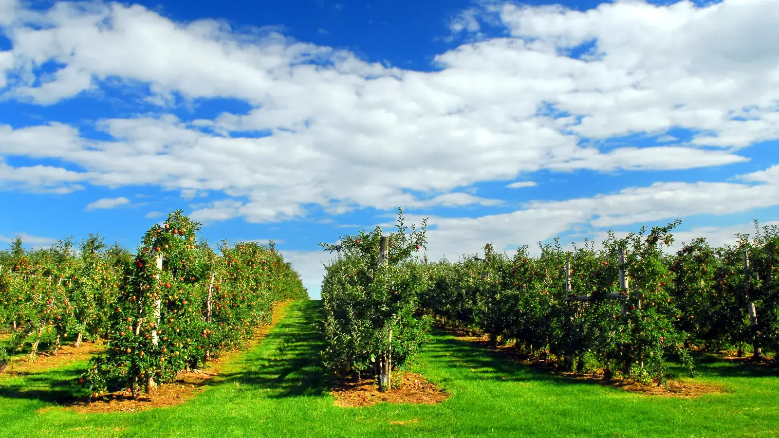 Agriculture procurement