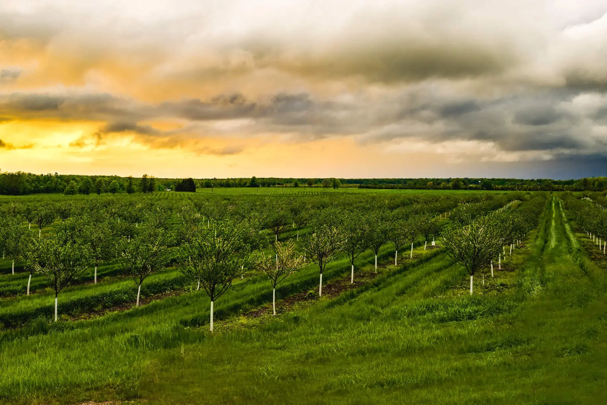 Agricultural procurement