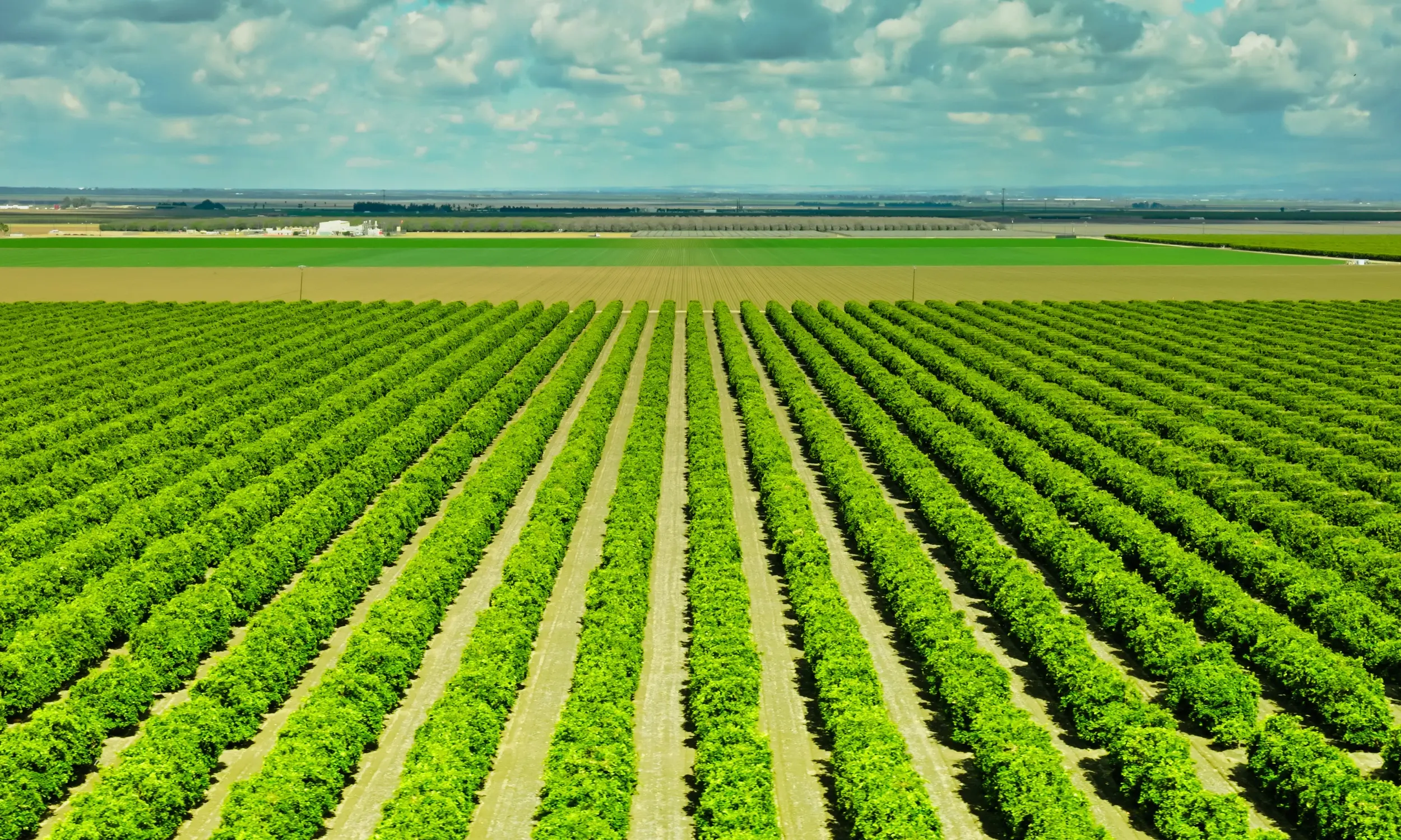 procurement-to-pay software for agribusiness